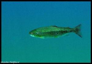 Gruner see- some trout by Veronika Matějková 